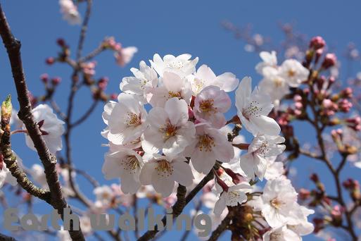 平草原公園の桜