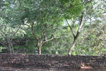 シーギリヤロック（Ancient City of Sigiriya）の野生の猿